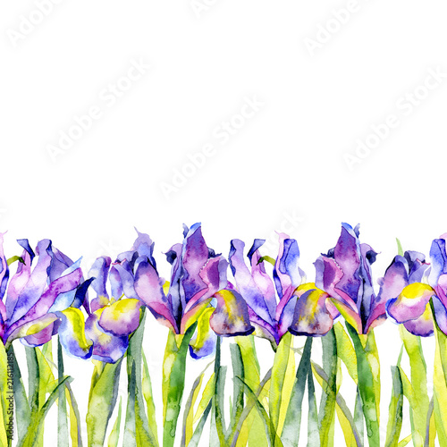 Purple, summer, purple, beautiful, blossoming iris flowers. Watercolor. Illustration