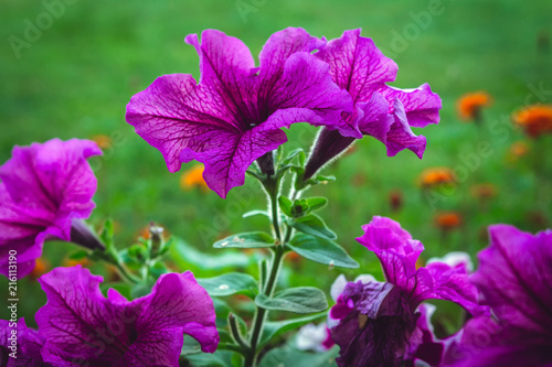 Flowers petunia in a flowerbed on a background of green grass close-up with copy space
