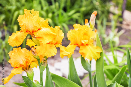 Fototapeta Naklejka Na Ścianę i Meble -  Beautiful blossoming irises on spring day outdoors