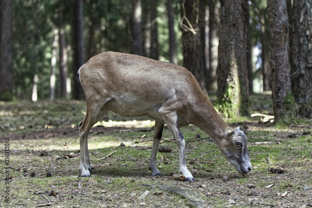 Steinbock im Wald Steinbock im Wald