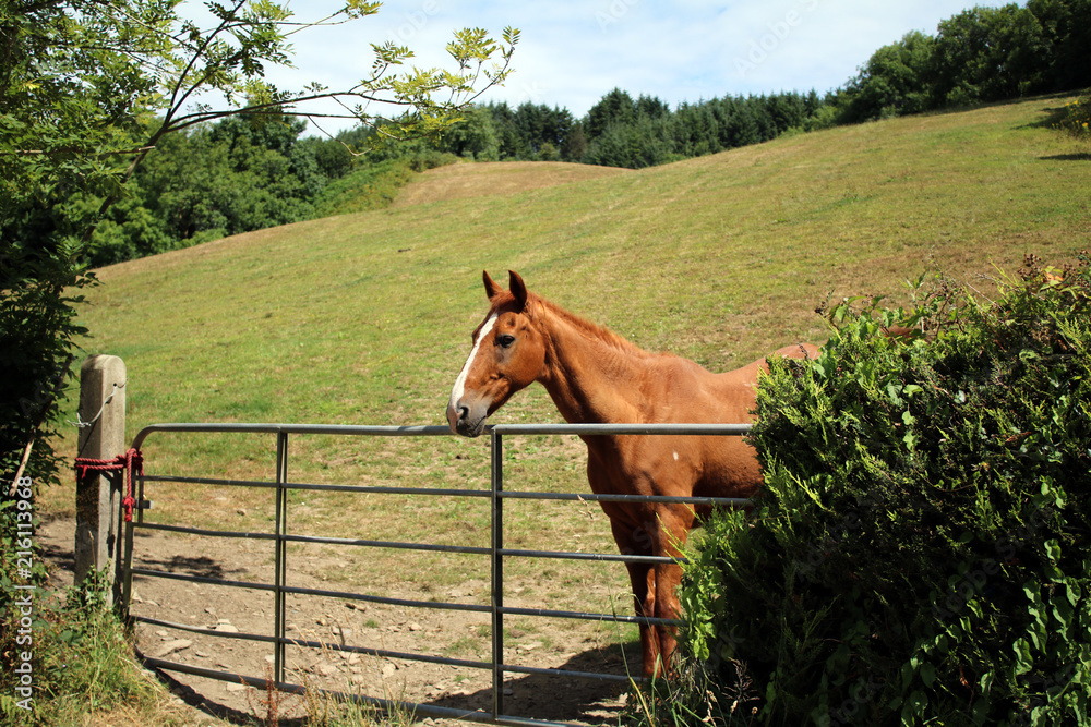 Naklejka premium Brown horse in the field