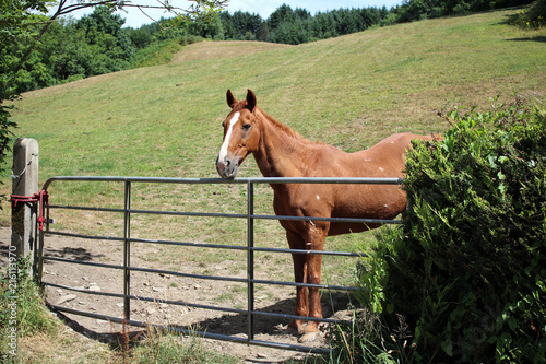Brown horse in the field