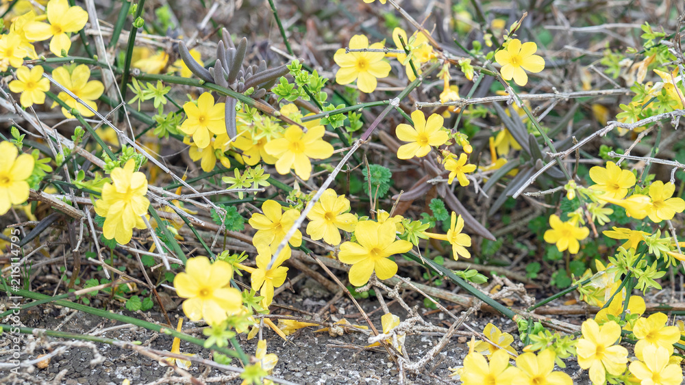 小さな黄色の花