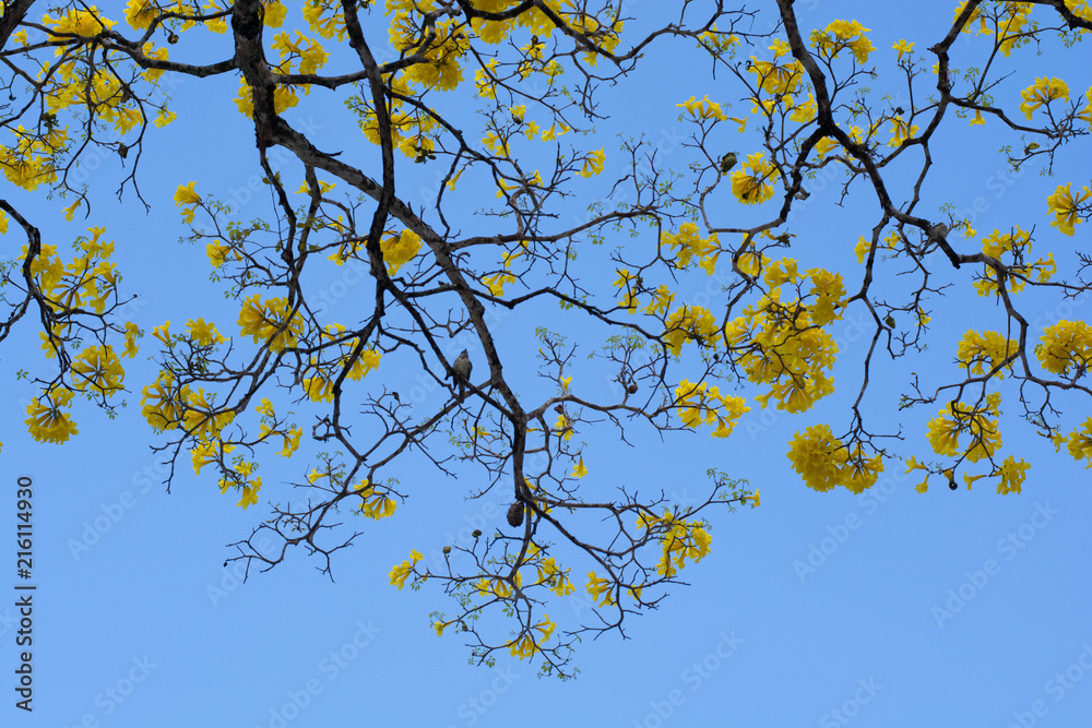 Primavera Ipês Amarelos Primavera Ipês Amarelos