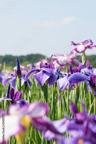 菖蒲