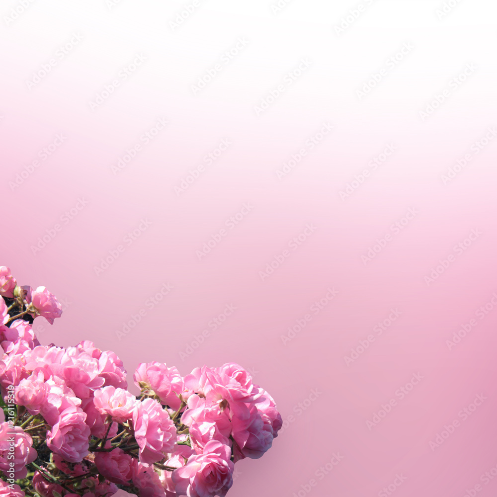 Beautiful pink rose flowers background