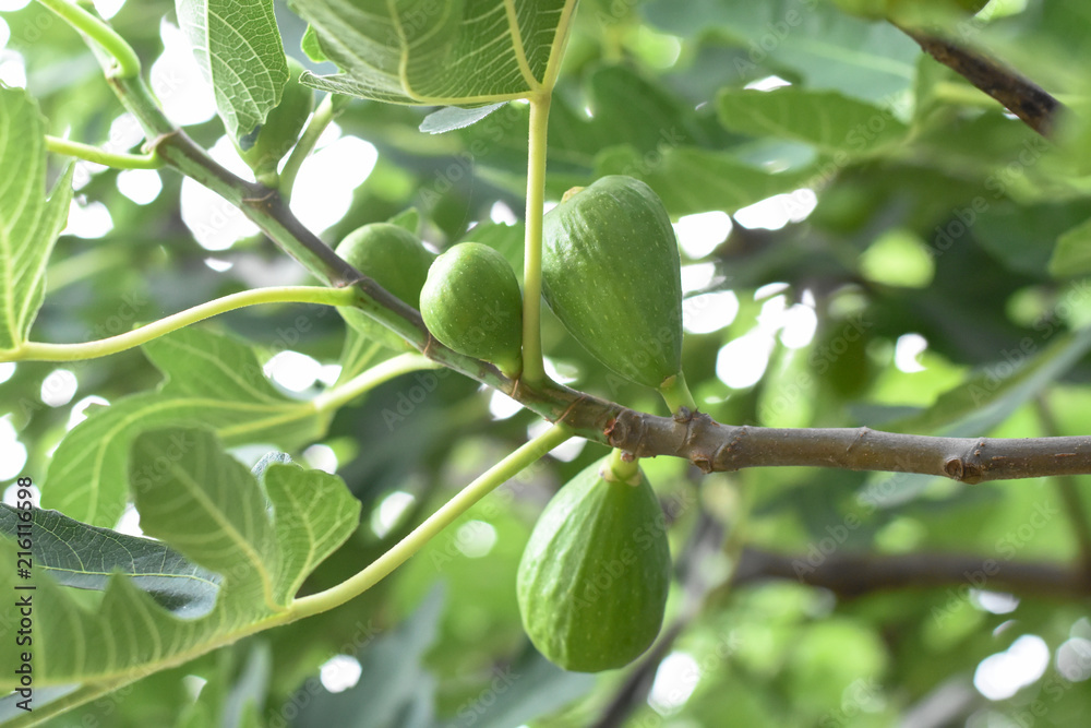 Jung fig on branch. Green figs on branch in summer