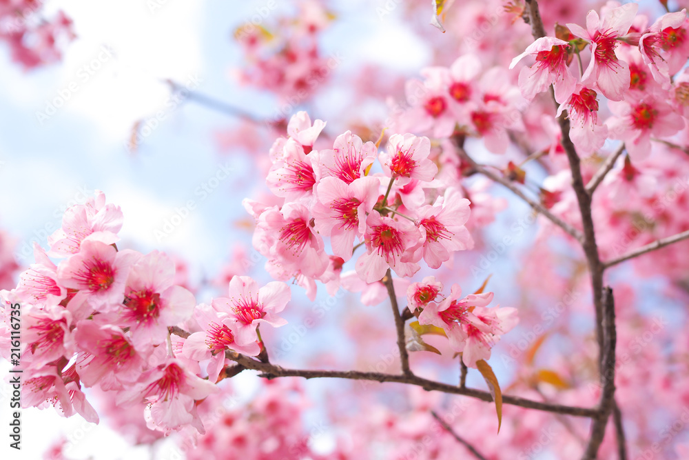 Wild Himalayan Cherry Blossoms in spring season, Prunus cerasoides, Pink Sakura Flower For the background Wild Himalayan Cherry Blossoms in spring season, Prunus cerasoides, Pink Sakura Flower For the background