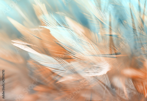 Colorful chicken feathers in soft and blur style, background is for backdrop design photo