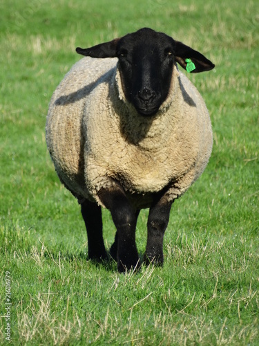 Obraz na plátně Suffolks and Scottish blackface ewes