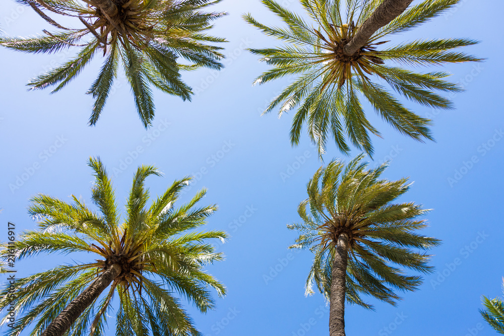 Green palm trees from below against blue sky as backgroung Green palm trees from below against blue sky as backgroung