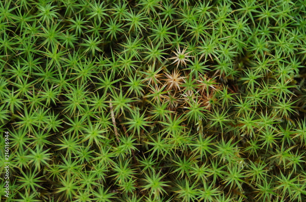 Green moss in the forest makes a nice background Green moss in the forest makes a nice background