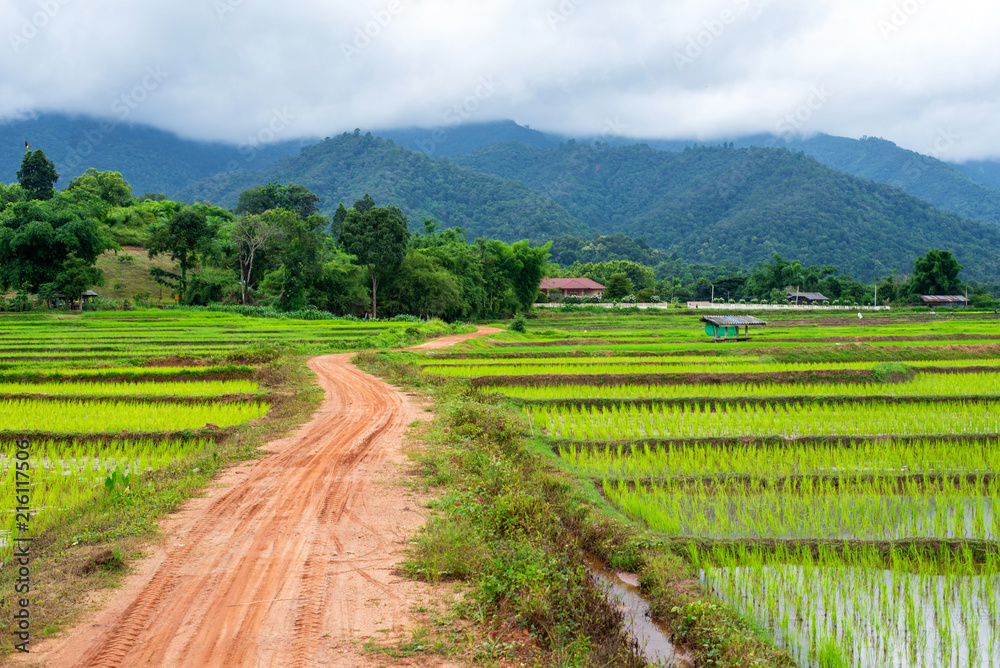 Rice field in nature with mountain background