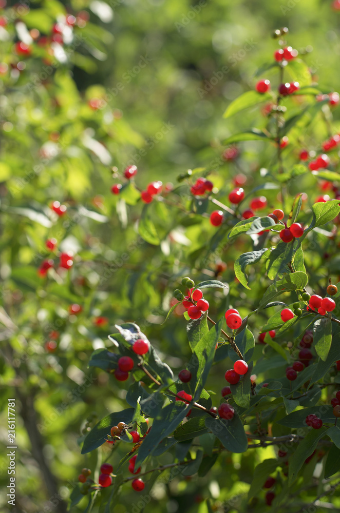 Green shrub of honeysuckle with lots of bright red ripe berries vertical orientation