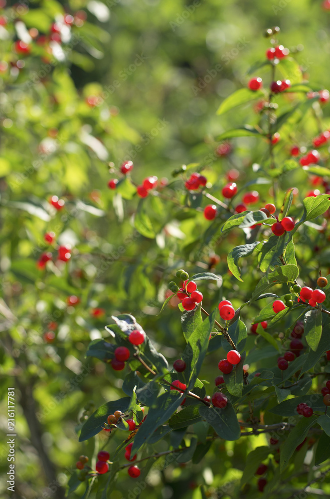 Green shrub of honeysuckle with lots of bright red ripe berries vertical orientation Green shrub of honeysuckle with lots of bright red ripe berries vertical orientation