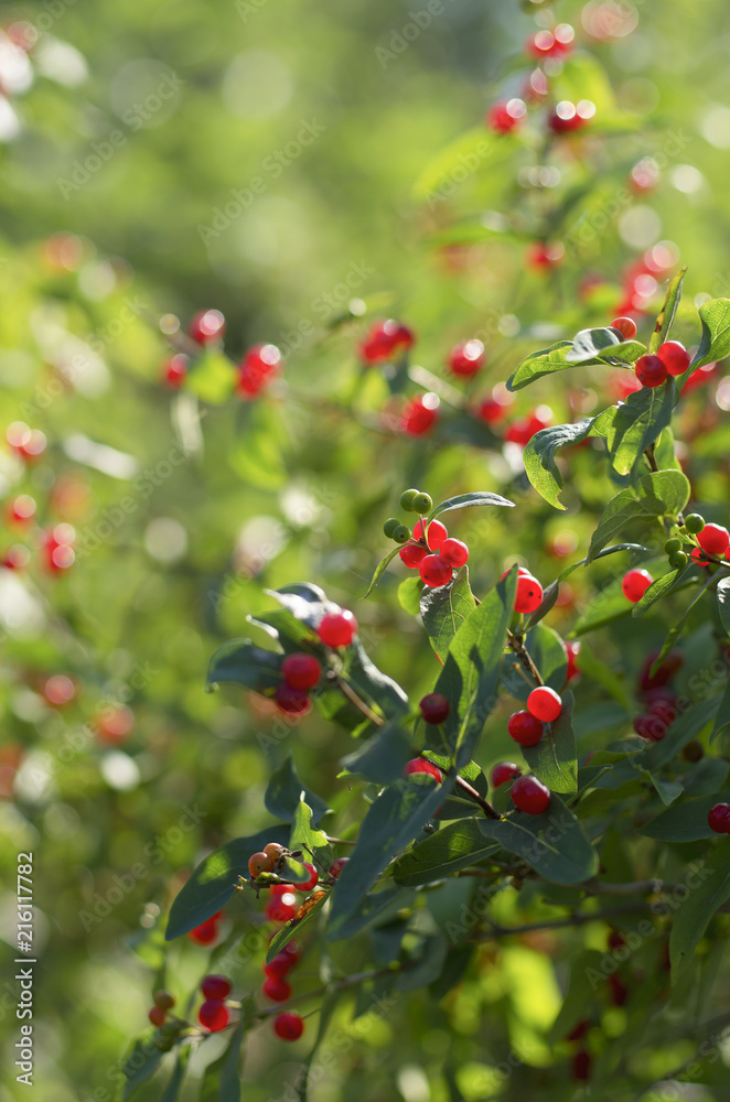 Green shrub of honeysuckle with lots of bright red ripe berries with beautiful bokeh