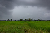 Old cottage cabin in green rice field with rain clouds.