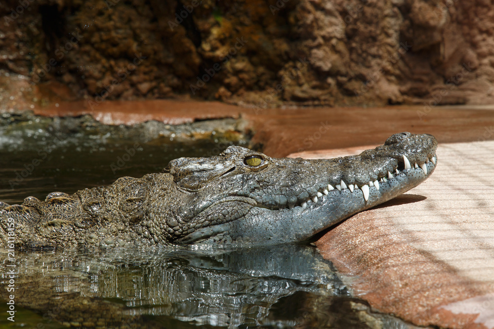 Dark skinned green crocodile in bright sunlight floating in water Dark skinned green crocodile in bright sunlight floating in water