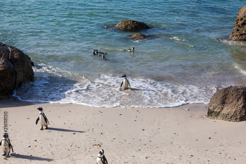A penguin walks out of the water on Boulders beach in Simonstown, South Africa.