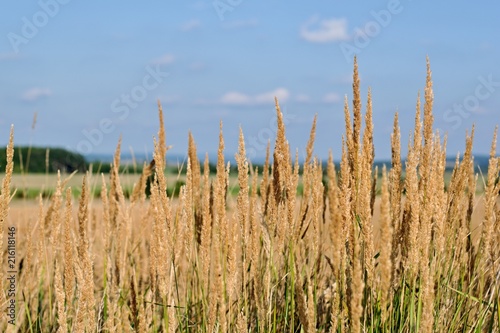 Closeup tall golden grass grains under blue sky