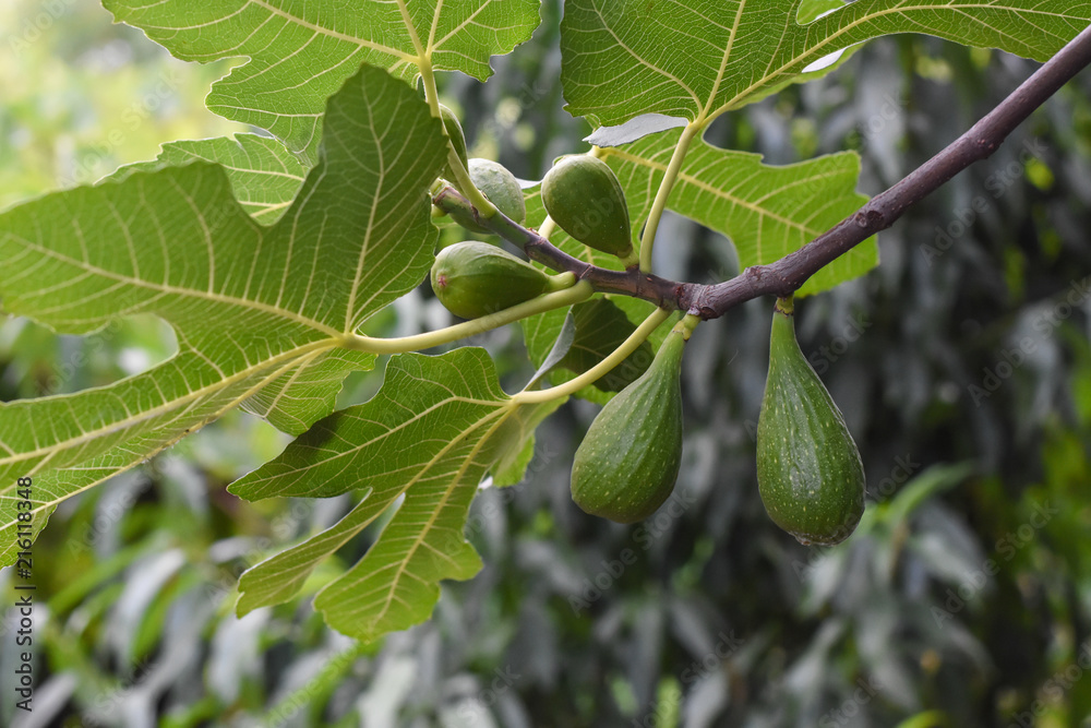 Jung fig on branch. Green figs on branch in summer Jung fig on branch. Green figs on branch in summer