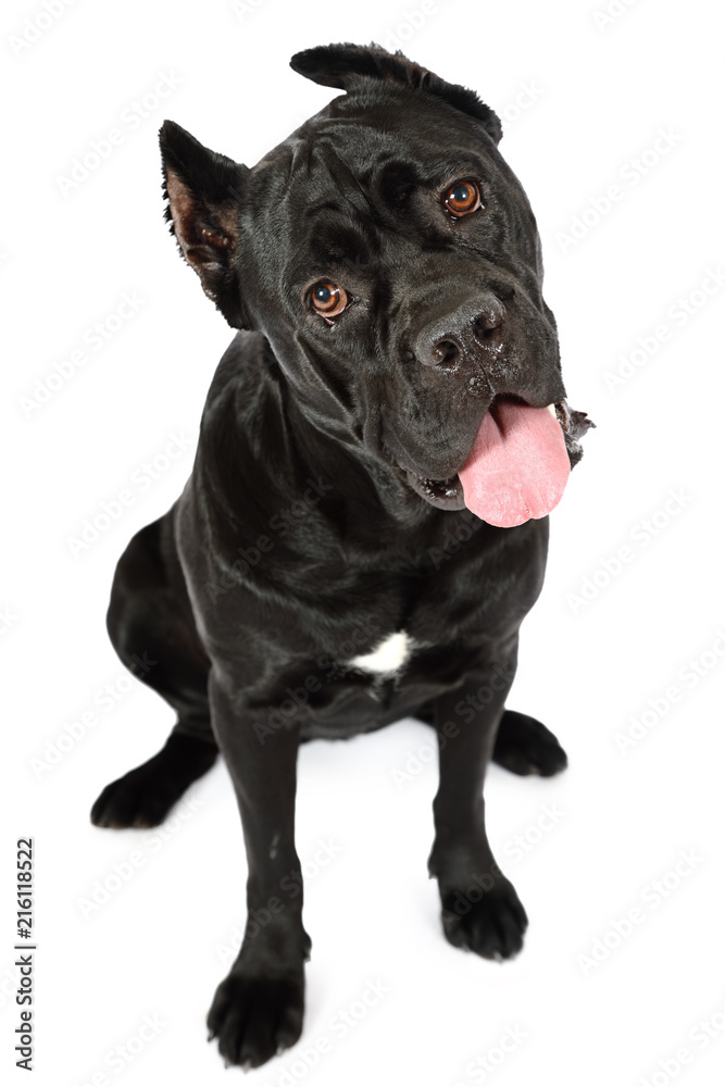 Cane Corso dog sitting with tongue sticking out
