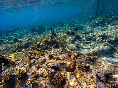 The Red Sea needlefish (Tylosurus choram), the most common needlefish in the Red Sea. Egypt, Makadi bay.