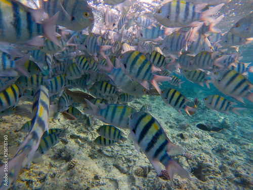 Dascyllus fish school in blue sea. Underwater view of coral fish flock. Black and white striped tropical fishes in blue water. Sea life image. Undersea sight to water surface and coral reef fishes