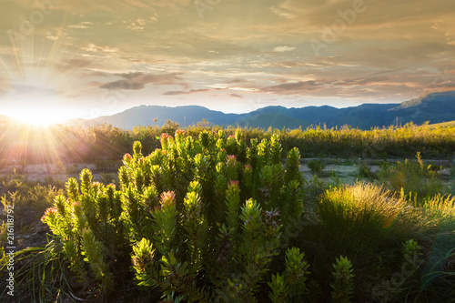 Mountain Light