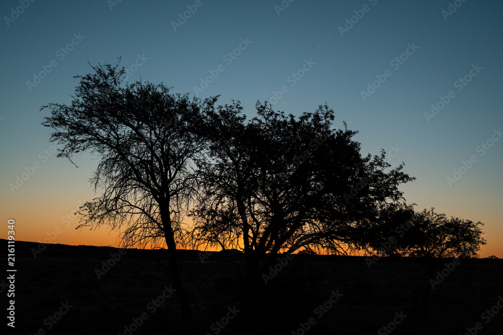 Sunset of Tree