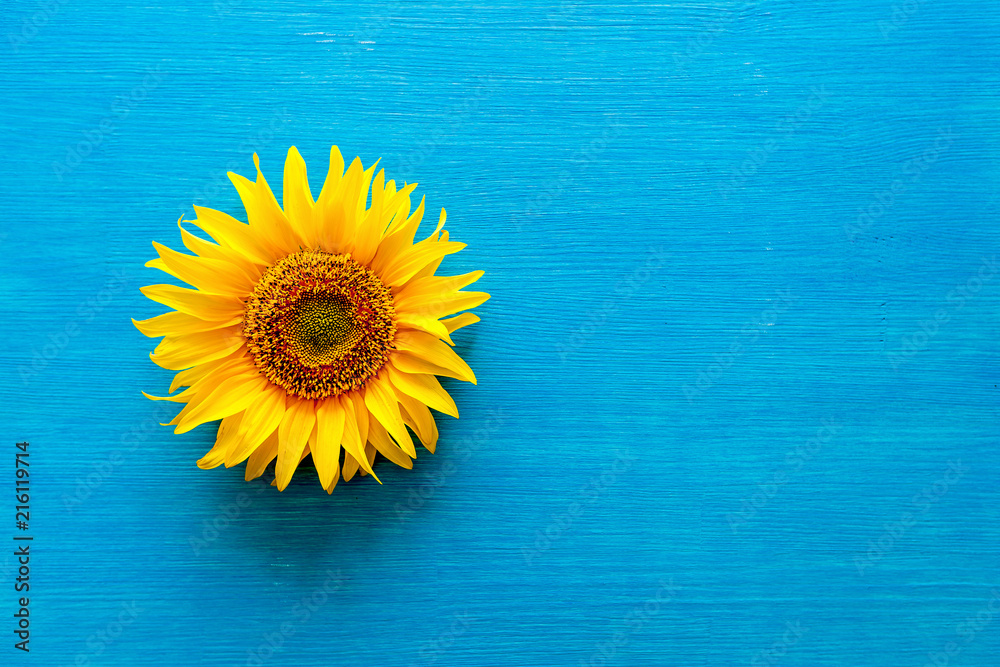 Fototapeta premium flower of a sunflower and sunflower seeds on a blue background