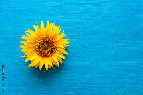 Fototapeta Naklejka Na Ścianę i Meble -  flower of a sunflower and sunflower seeds on a blue background