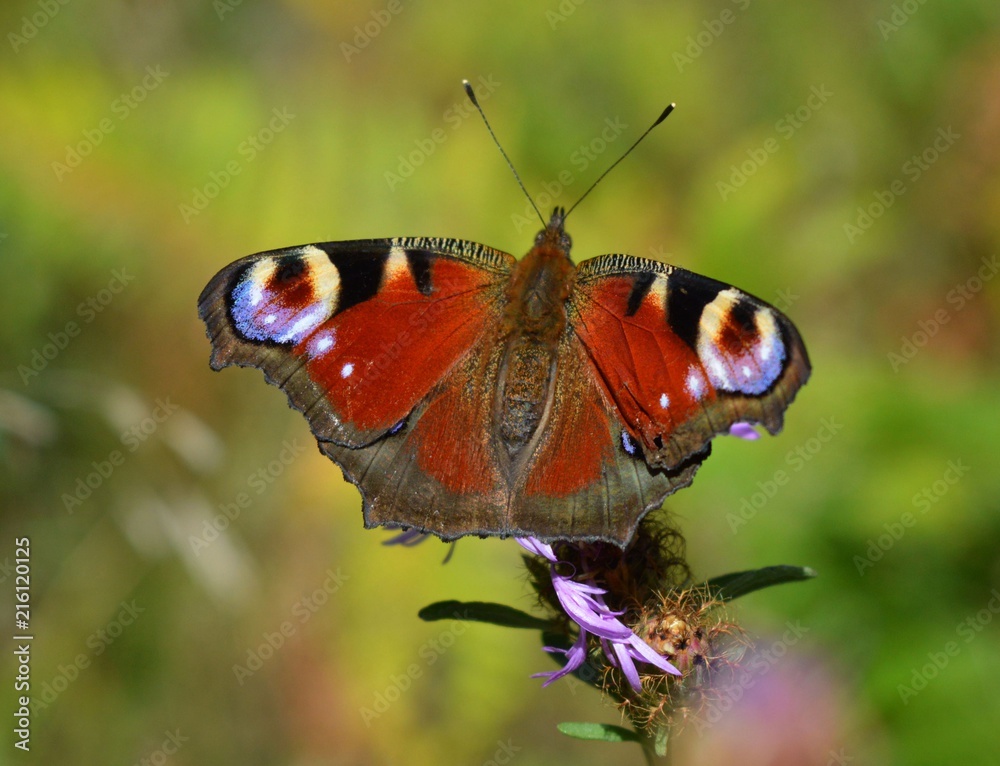 Obraz premium European peacock