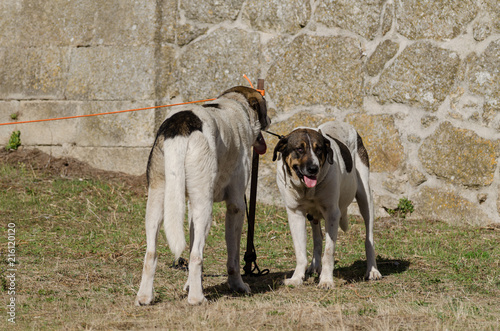 Perro pastor transmontano. Cao de gado transmontano. Portugal photo