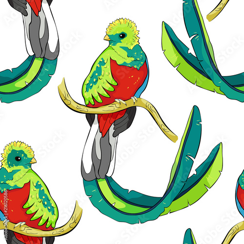 seamless pattern  resplendent quetzal bird male.  illustration