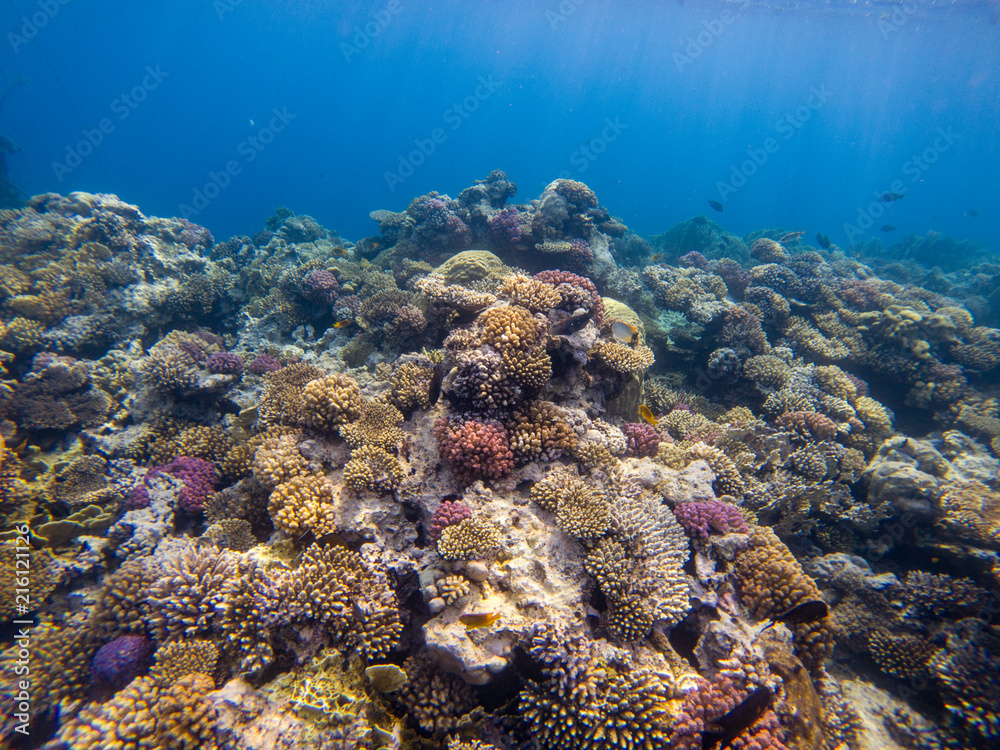 Fototapeta premium A colorful landscape of fish and coral in Red Sea, Egypt