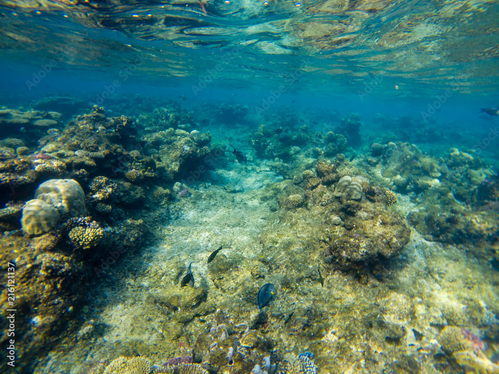 Coral reef with soft and hard corals with exotic fishes anthias. Coral reef with soft and hard corals with exotic fishes anthias.