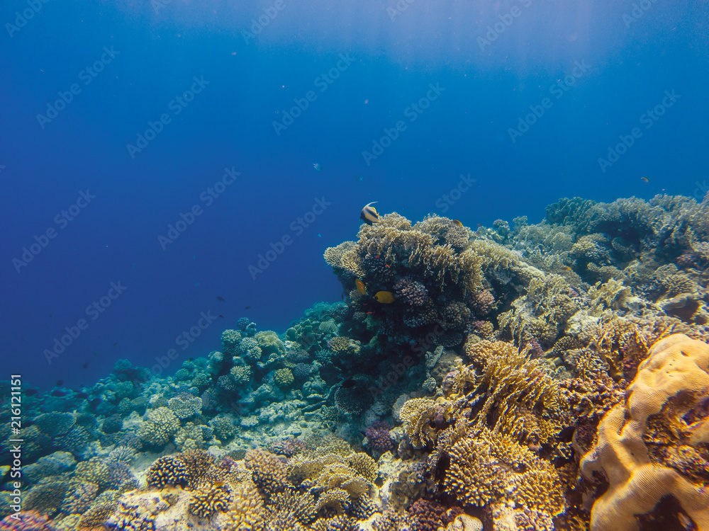 Fototapeta premium coral reef with fire coral and exotic fishes anthias.