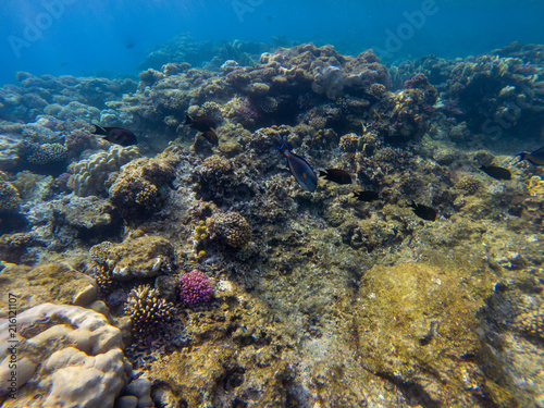 Black surgeonfish swimming by coral reef.