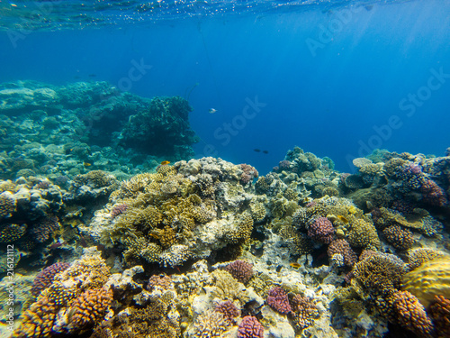 A colorful landscape of fish and coral in Red Sea, Egypt