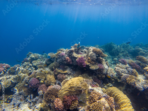 Abstract coral reef of Makadi Bay