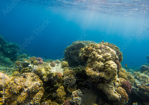 Beautiful coral reef and tropical fish underwater  marine life.
