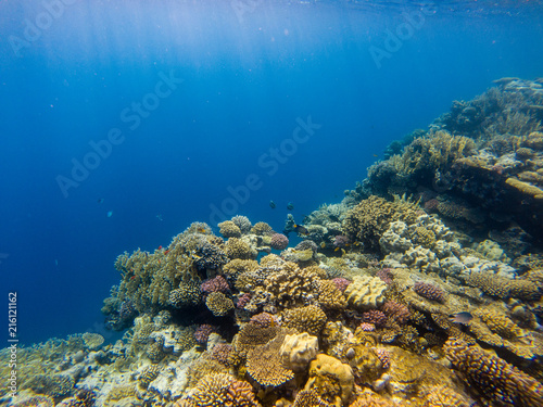 Fototapeta Naklejka Na Ścianę i Meble -  Shoal of anthias fish on the coral reef.
