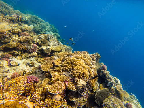Sea deep or ocean underwater with coral reef as a background.