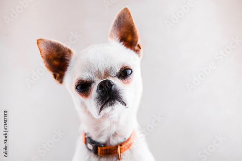 Evil Chihuahua looks into the camera with a displeased expression of the muzzle.