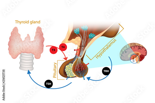 Hypothalamus Pituitary Thyroid Hormone. The system of the thyroid hormone photo