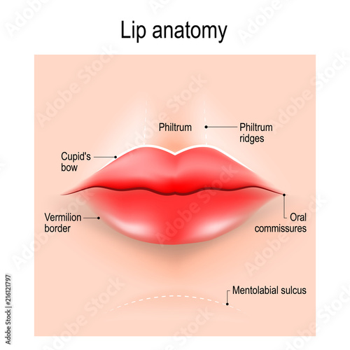 Anatomy of lips.