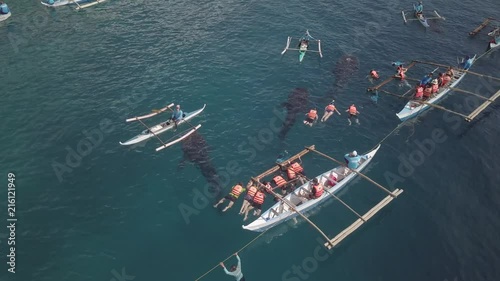 This video from above shows the whale shark tourism business in Oslob Phillipinnes. Tourist are taken on boats to Whale Sharks being fed by another boat. photo