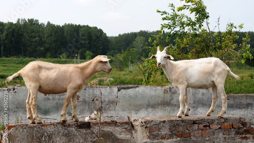 two cute white goats standing on the ruins of brick wall photo