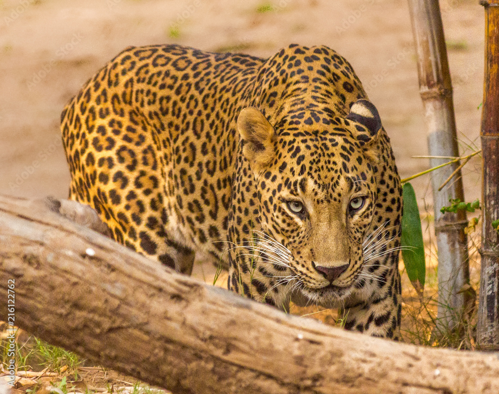 Fototapeta premium leopard moving for attack